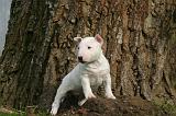 BULL TERRIER MINIATURE 292